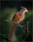 354 - IMMATURE CARDINAL - BENSON BOB - united states